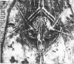 Gonoreas : Demo '96 Gonoreas : Demo '96